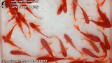 G0034_01