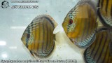 G0242_01