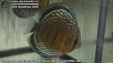 G0260_01