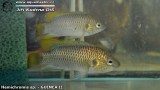 G0285_01