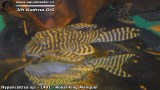 G0297_01