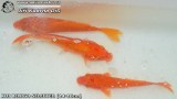 G0317_01