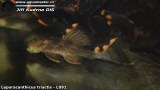 G0370_01