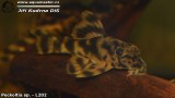 G0378_01