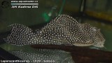 G0385_01