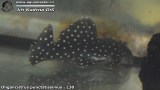 G0386_01