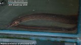 G0407_01