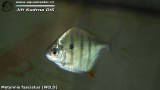 G0410_01