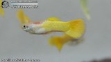G0426_01