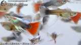 G0430_01