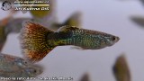 G0432_01