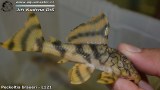 G0435_01