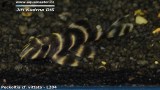 G0436_01