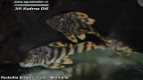 G0437_01