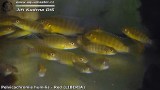 G0443_01