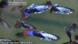G0452_01