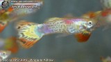 G0460_01
