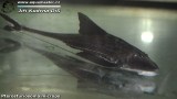 G0481_01