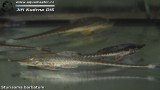 G0490_01