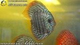 G0547_01