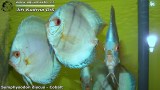 G0549_01