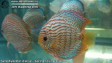 G0553_01