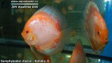 G0558_01