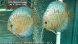 G0562_01