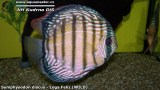 G0565_01