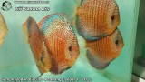 G0566_01