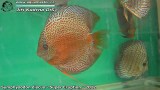 G0567_01