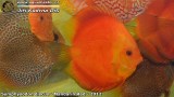 G0568_01