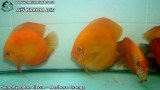 G0569_01
