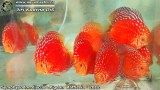 G0577_01