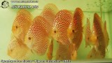 G0579_01