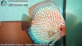G0582_01