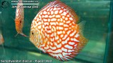 G0585_01
