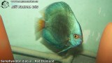 G0595_01