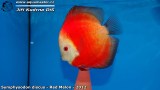 G0597_01
