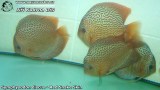 G0599_01