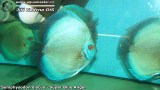 G0611_01