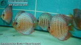 G0613_01