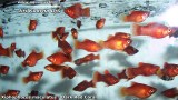G0640_01