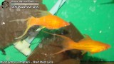 G0650_01