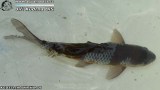 G0711_01