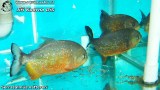 G0795_01
