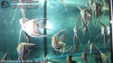 G0833_01