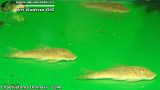 G0856_01