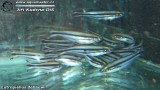 G0859_01