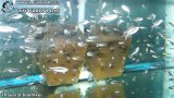 G0877_01